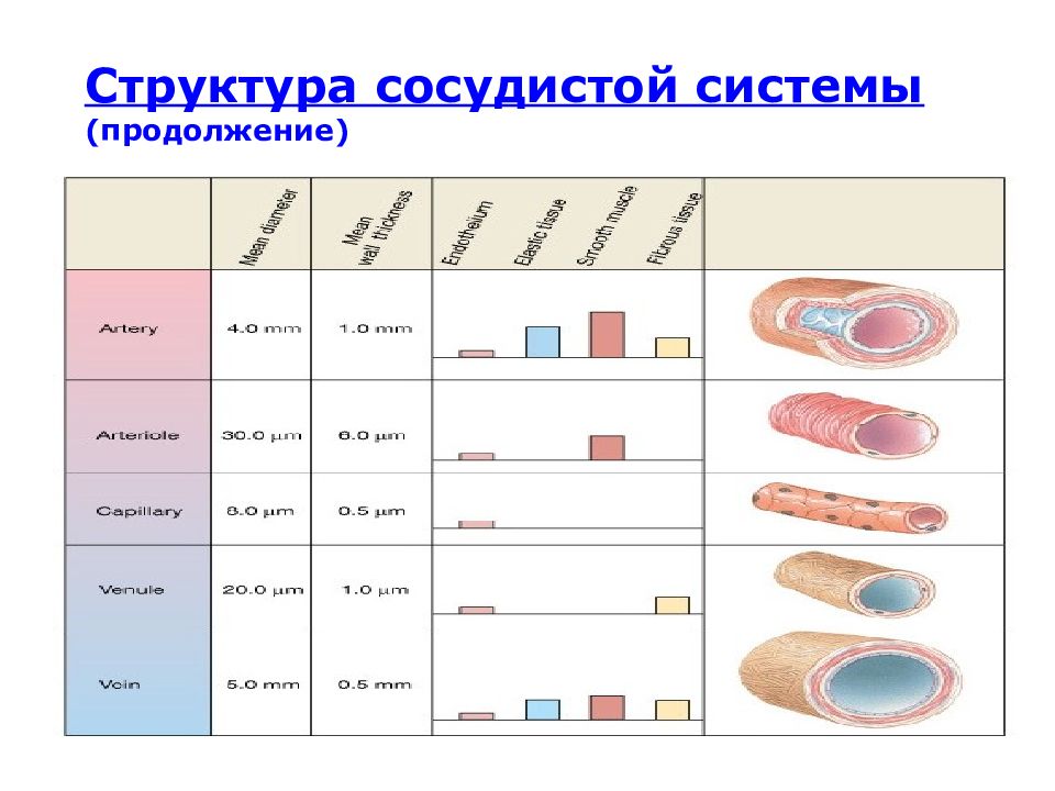 Состав сосуда. Биореология.