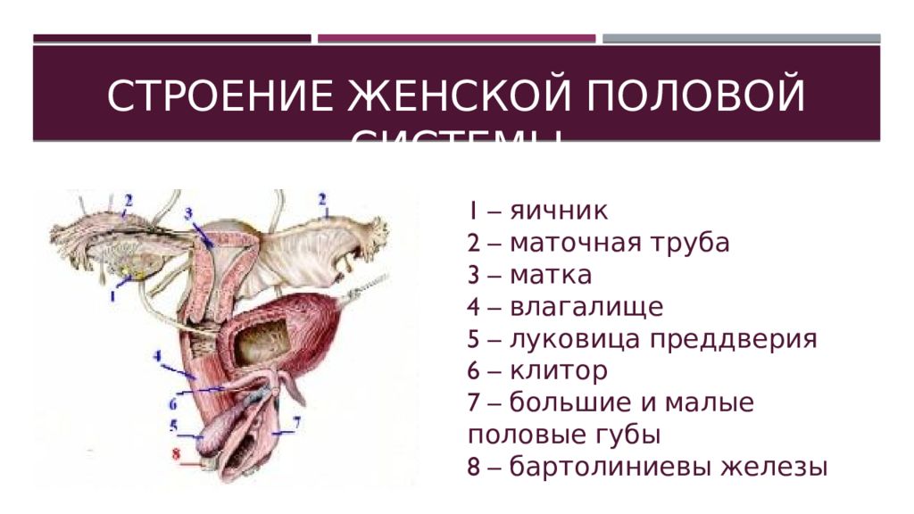 Железы женских органов