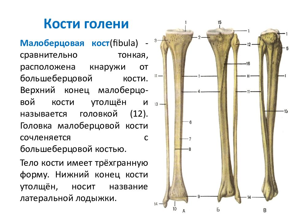 Анатомия большеберцовой кости