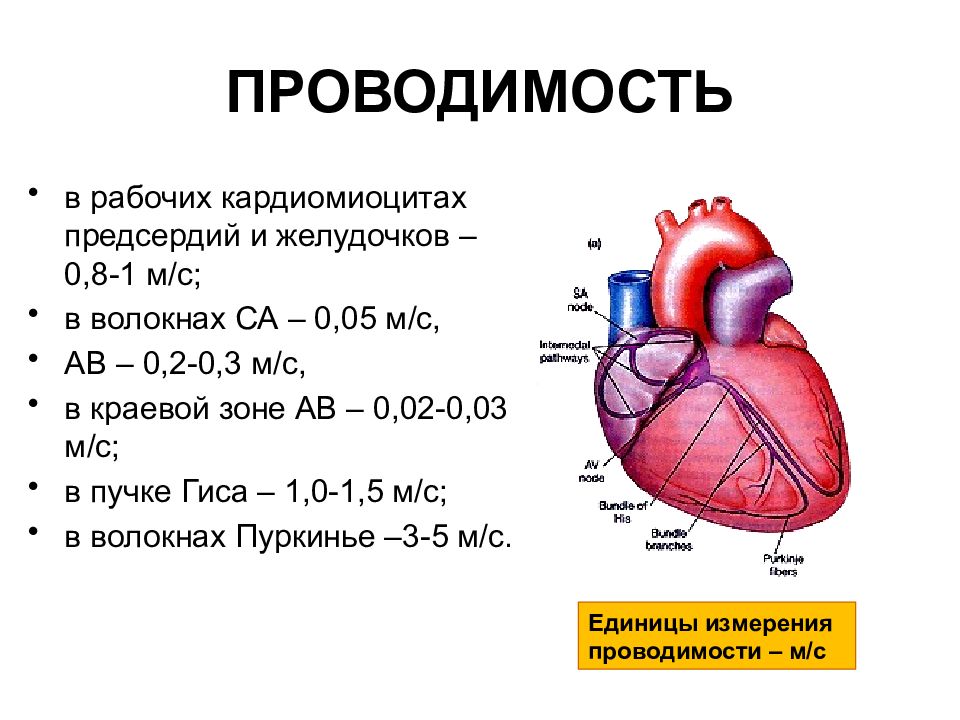 Физиология сердца схема