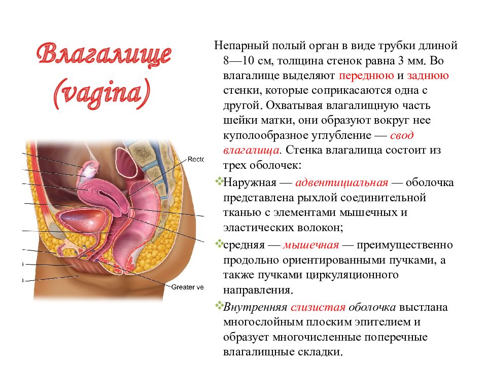 Презентация анатомия женских половых органов