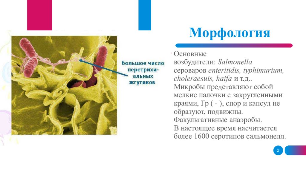 Возбудитель сальмонеллеза является. Сальмонелла энтеритидис морфология. Сальмонелла тифимуриум морфология. Возбудитель сальмонеллеза микробиология. Сальмонеллез строение возбудителя.