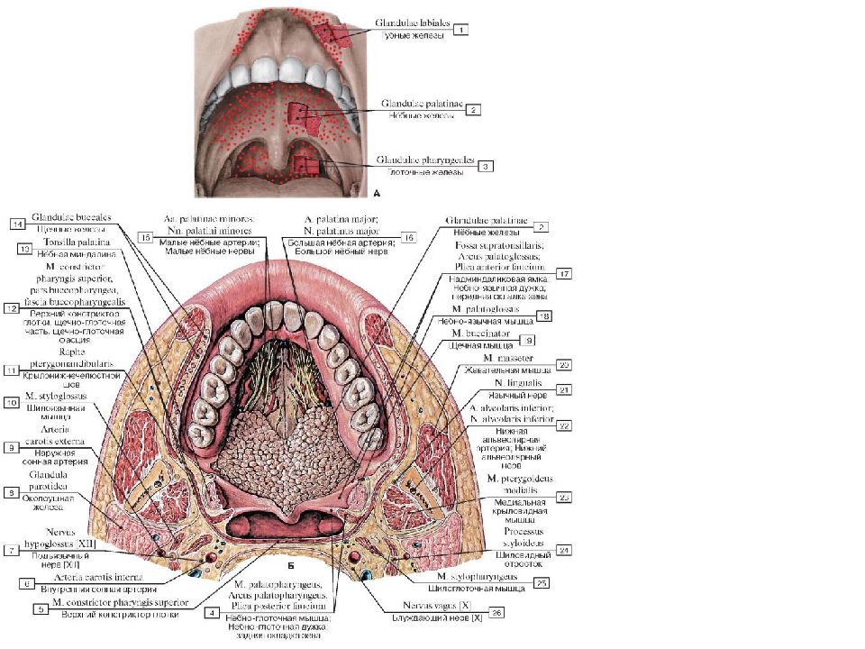 Полость рта стенки отделы содержимое