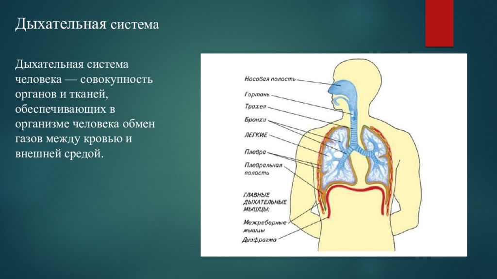 Какие органы принимают участие в дыхании. Дыхательная система человека. Система органов дыхания. Анатомия органов дыхания. Строение дыхательной системы.