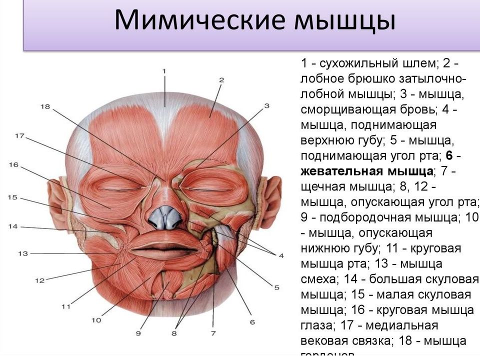 Какой цифрой на рисунке обозначены мимические мышцы