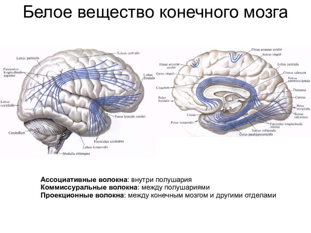 Волокна мозга. Белое вещество полушарий конечного мозга. Белое вещество головного мозга анатомия. Конечный мозг серое и белое вещество. Проекционные волокна белого вещества конечного мозга.