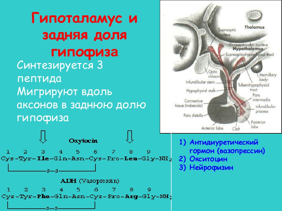 Гипоталамус и гипофиз презентация