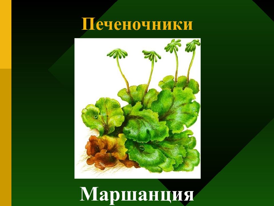 Растение маршанции к какой группе относится. Печеночники отдел маршанции. Печеночники биология. Печеночники строение. Класс печеночники маршанция.