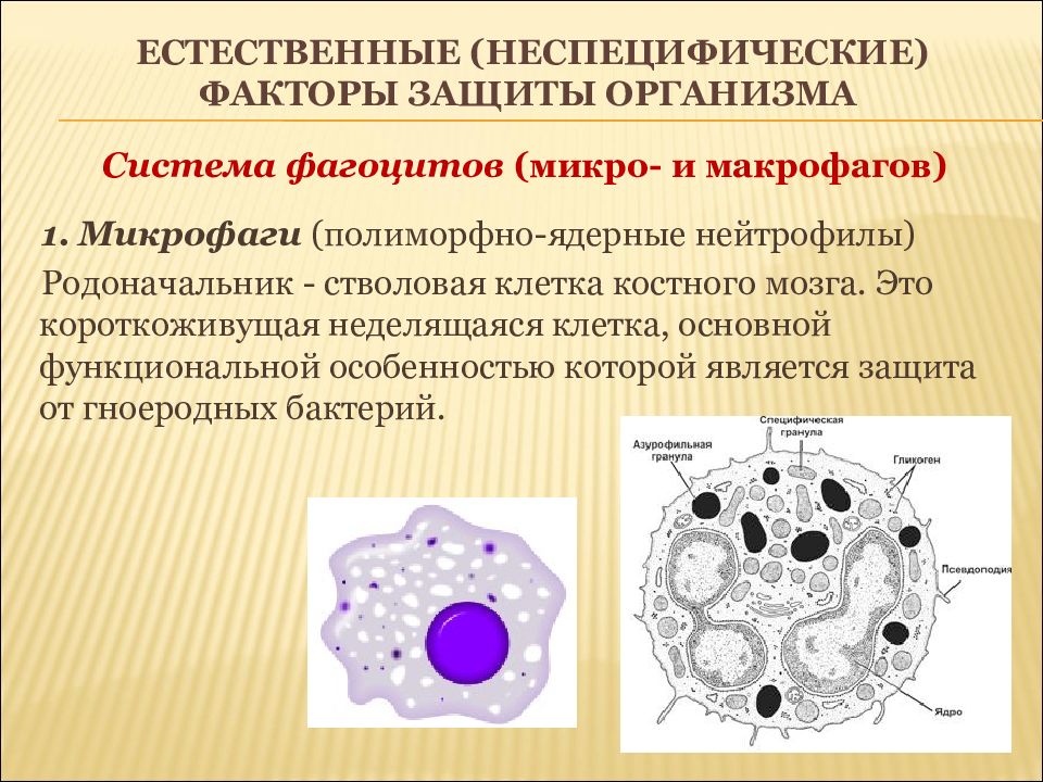 Клеточные факторы. Микрофаги и макрофаги. Морфология Макрофаг микро. Фагоциты и макрофаги. Неспецифические факторы защиты макрофаги.