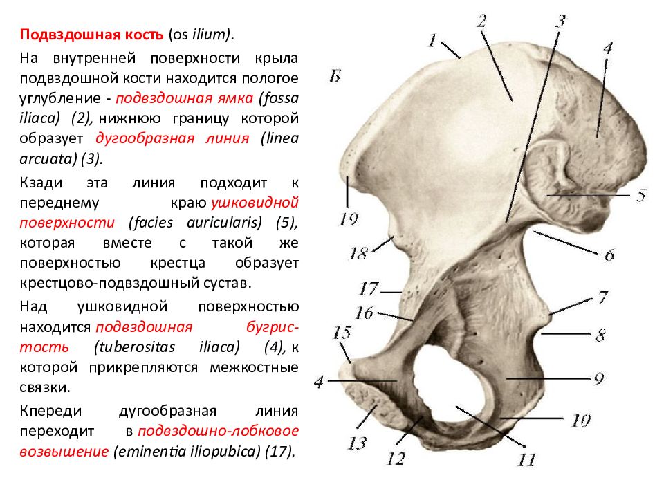 Верхняя подвздошная кость. Подвздошная кость анатомия человека. Подвздошный гребень анатомия. Гребень крыла подвздошной кости. Гребень подвздошной кости анатомия.