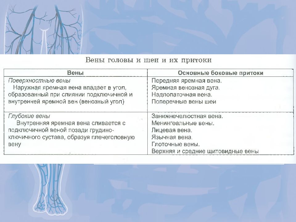 Таблица вен. Вены головы и шеи анатомия таблица. Внутренняя яремная Вена таблица. Классификация вен головы и шеи.