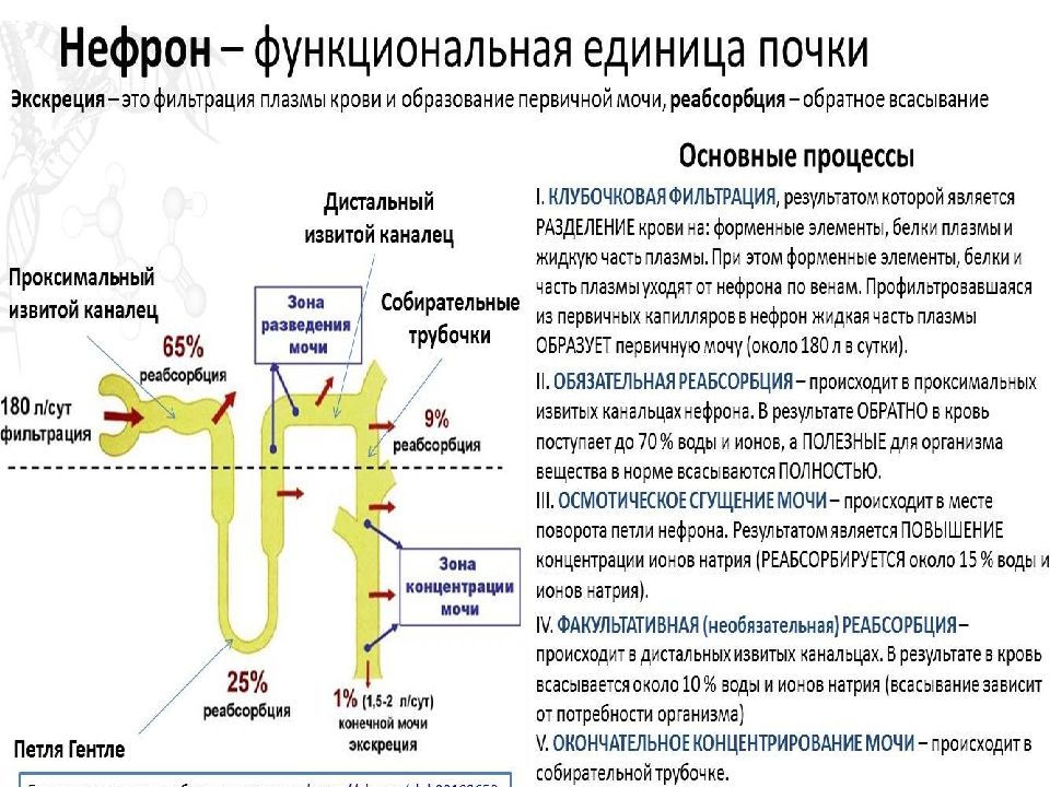 Последовательность процессов происходящих в выделительной системе человека