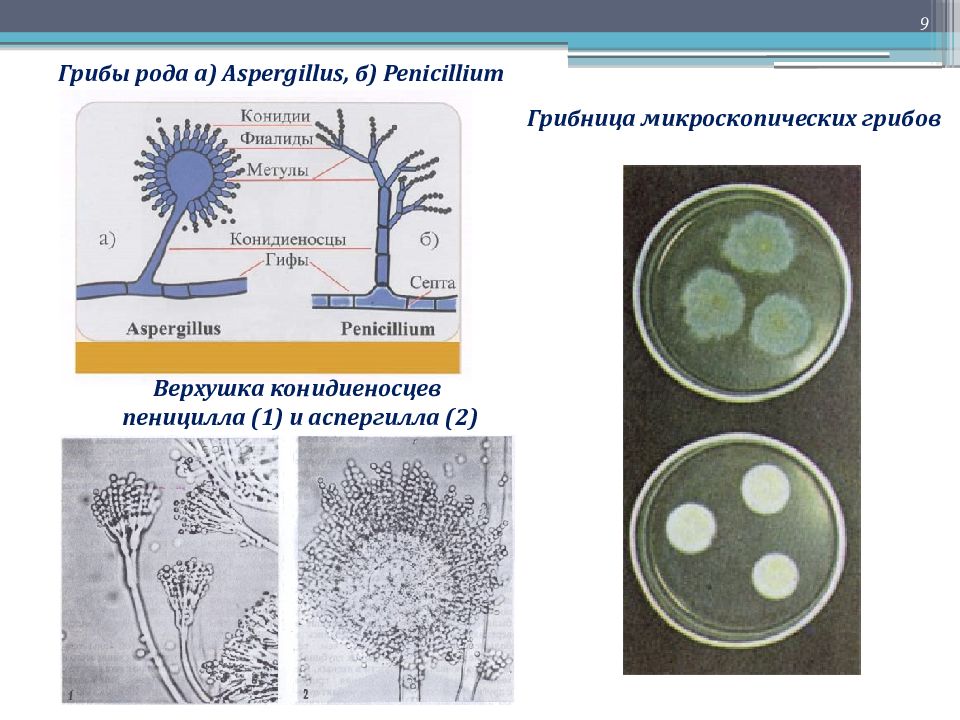 Микология микробиология презентация