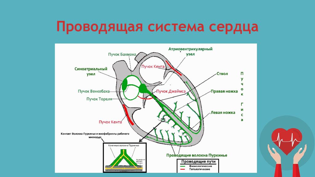 Проводящая структура. Проводящая система сердца узлы пучки волокна. Проводящая система сердца Кента Джеймса. Проводящая система сердца Бахмана. Схема узлов и Пучков проводящей системы сердца.