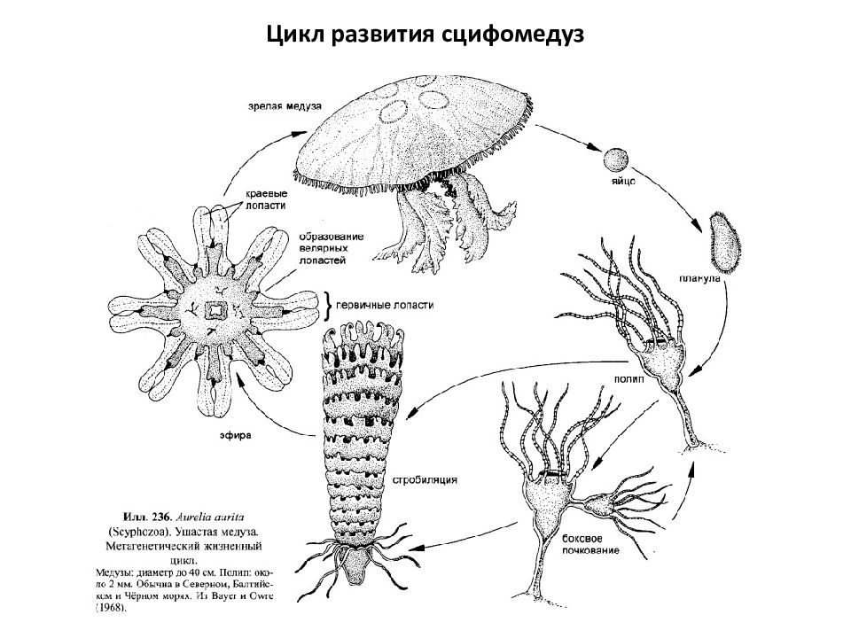 Подпишите обозначенные на рисунке части тела полипа и медузы