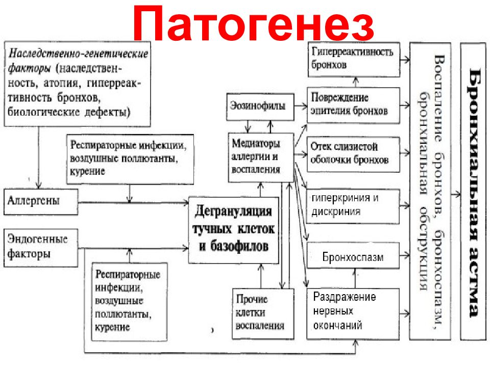 Бронхиальная астма патофизиология презентация