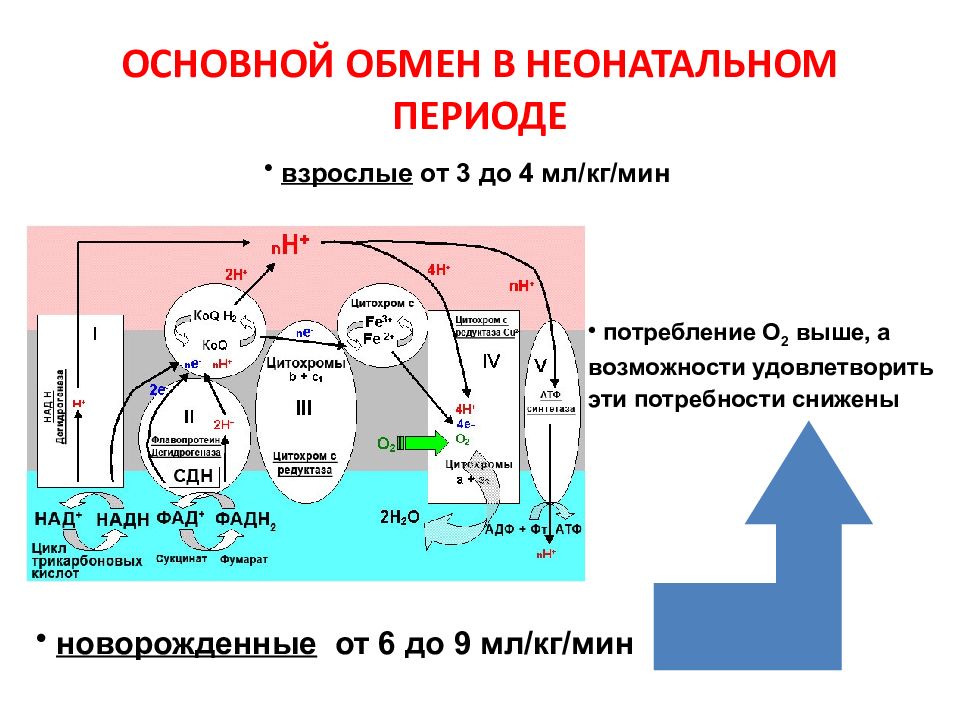 Презентация одн у детей