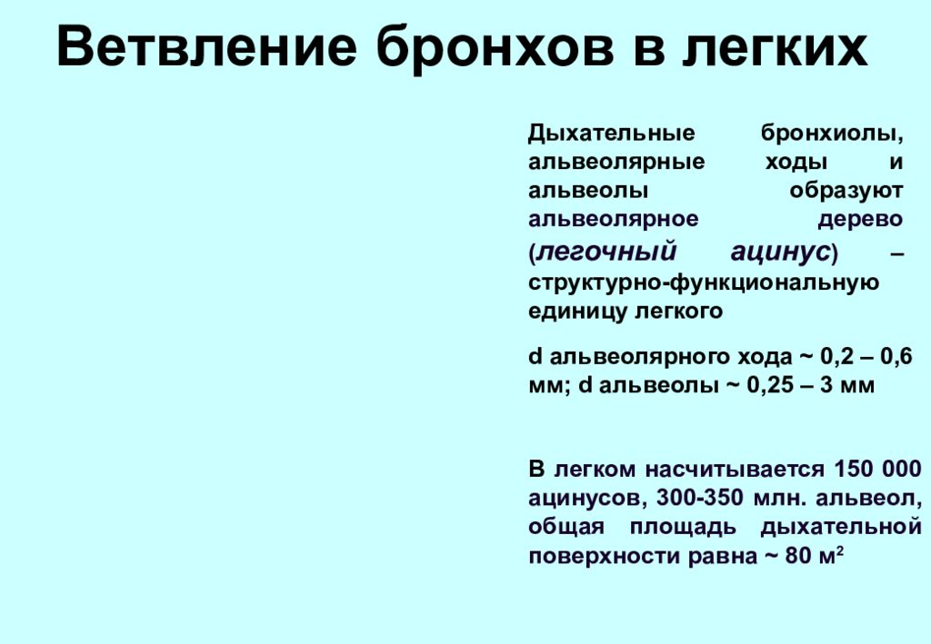 Легкий ед. Ветвление бронхов в легких. Дыхательные бронхиолы образуются при ветвлении. При ветвлении каких структур образуются дыхательные бронхиолы. Респираторные функции легких.