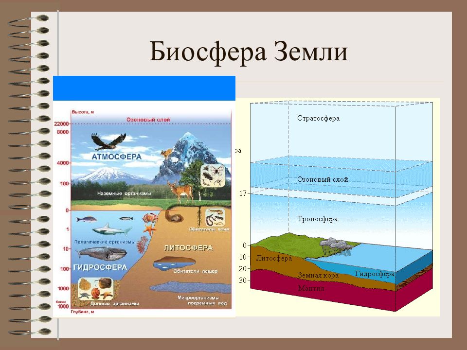 Воздействие организмов на земные оболочки 6 класс география презентация