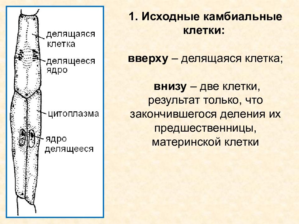 Виды камбиальных клеток. Камбиальные клетки. Элементы ксилемы и флоэмы. Камбиальные клетки гистология. Особенности строения проводящих элементов флоэмы.