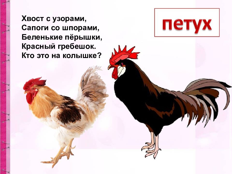 Шпоры на ногах петуха