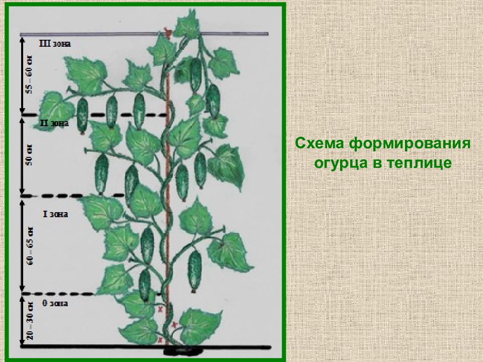 Формирование огурцов в теплице в один стебель схема из поликарбоната