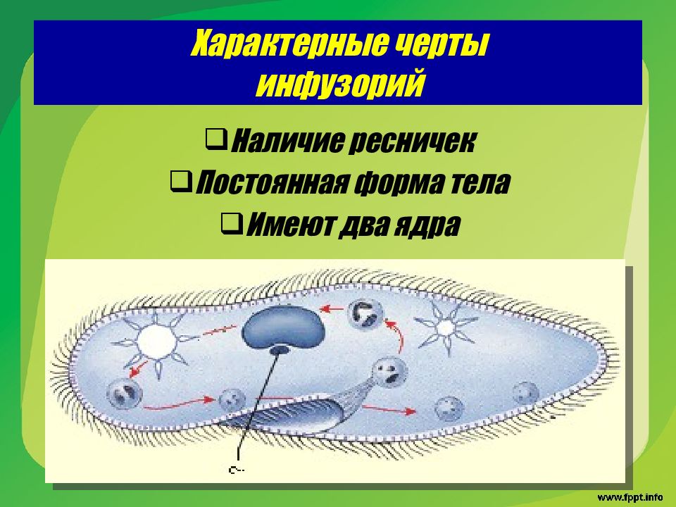 Презентация на тему жгутиконосцы 7 класс