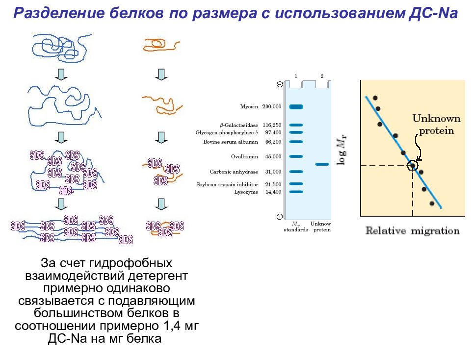 Белки деления. Методы разделения белков. Методы разделения белков по заряду. Электрофорез белков схема. Схема сегрегации белков на ЭПС.