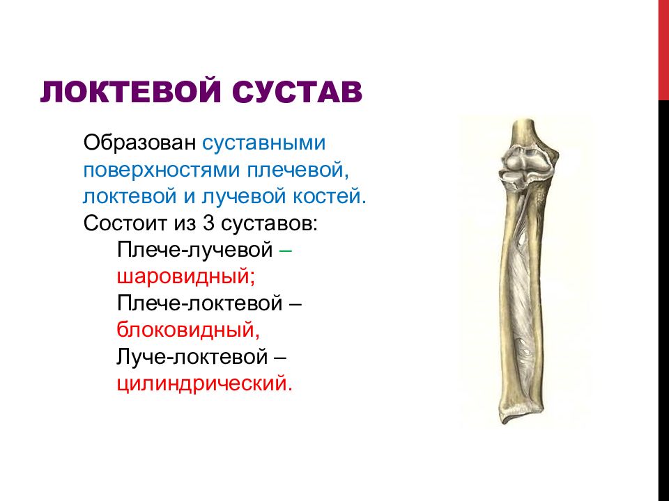 Плечелоктевой сустав. Лучелоктевой сустав анатомия. Проксимальный Луче локтевой сустав. Локтевой сустав анатомия классификация. Локтевой сустав кости образующие сустав.