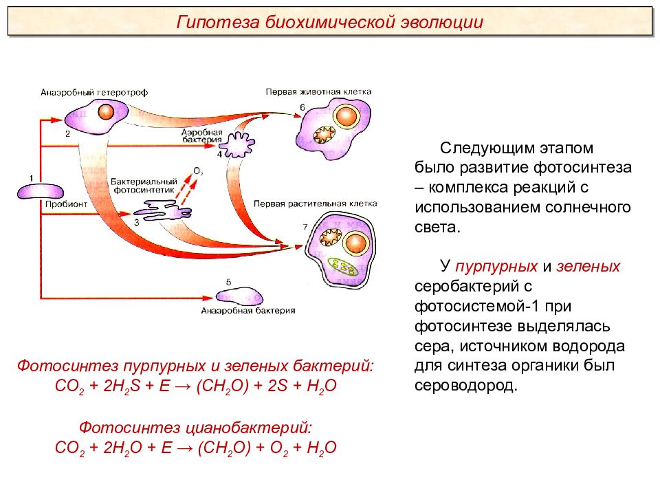 Ткани человека презентация пименов