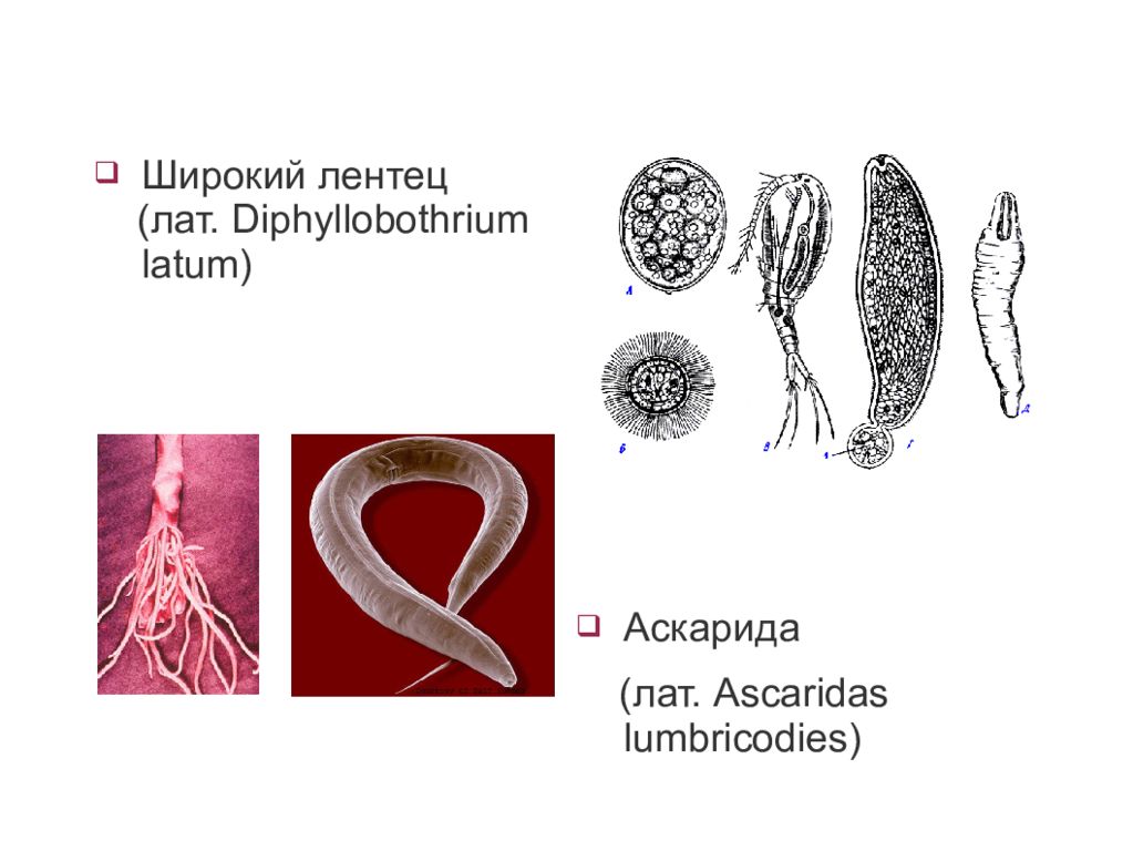 Широкий лентец. Широкий лентец аскарида. Широкий лентец (Diphyllobothrium latum). Строение лентеца широкого (Diphyllobothrium latum).