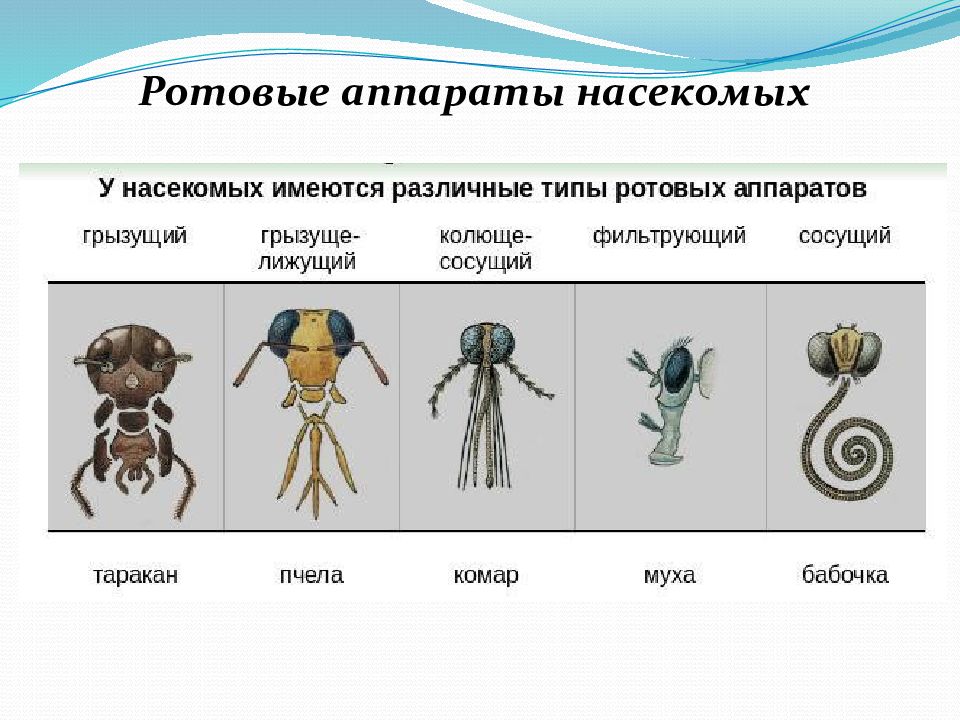 Аппараты насекомых. Типы ротовых аппаратов членистоногих. Типы конечностей и ротовых аппаратов насекомых. Ротовые органы насекомых таблица. Ротовые аппараты насекомых.