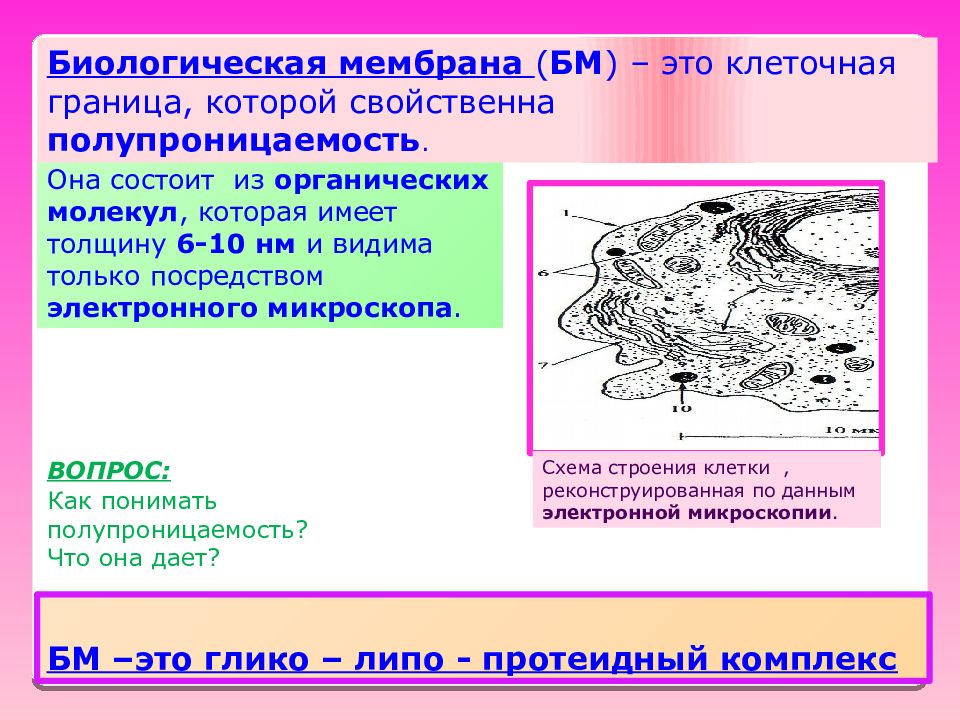 Биологические мембраны. Биологическая мембрана. Полупроницаемость клеточной мембраны. Биологические мембраны клетки. Биологические мембраны состоят из.