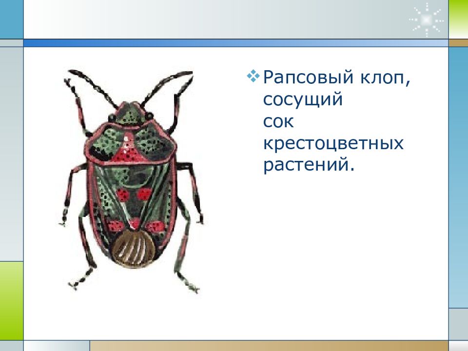 Проект по биологии 7 класс на тему насекомые переносчики заболеваний человека