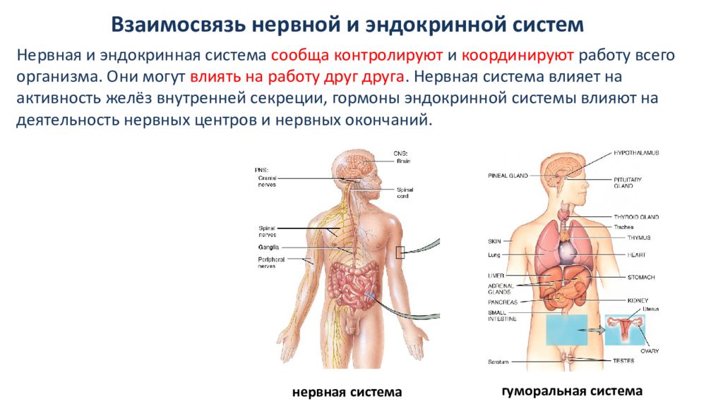 Значение нервной системы 8 класс конспект. Значение нервной системы для человека 8 класс. Презентация по биологии 8 класс строение и значение нервной системы. Значение нервной системы 8 класс биология. Что значит нервный ком.