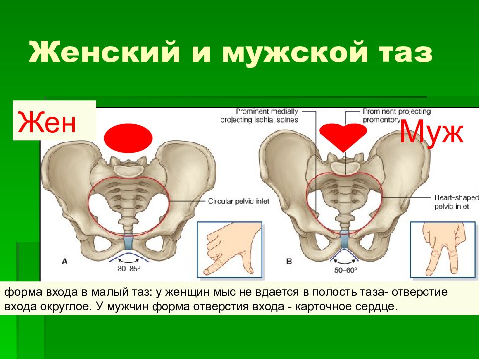 Таз у мужчин. Мужской и женский таз. Различия мужского и женского таза. Женский таз и мужской таз. Мужской таз.