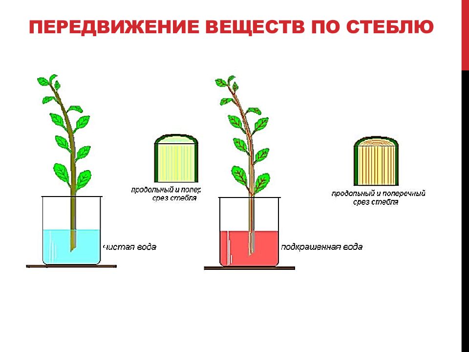 В изображенном на рисунке опыте тюльпан из холодного помещения переносят в более теплое