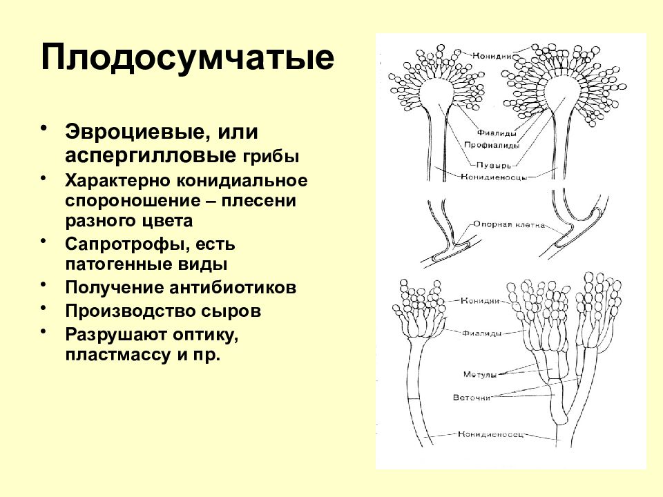 Спороношение это. Плодосумчатые аскомицеты. Конидиальное спороношение. Конидиальное спороношение аспергилла. Коннедиальеое спороноше.