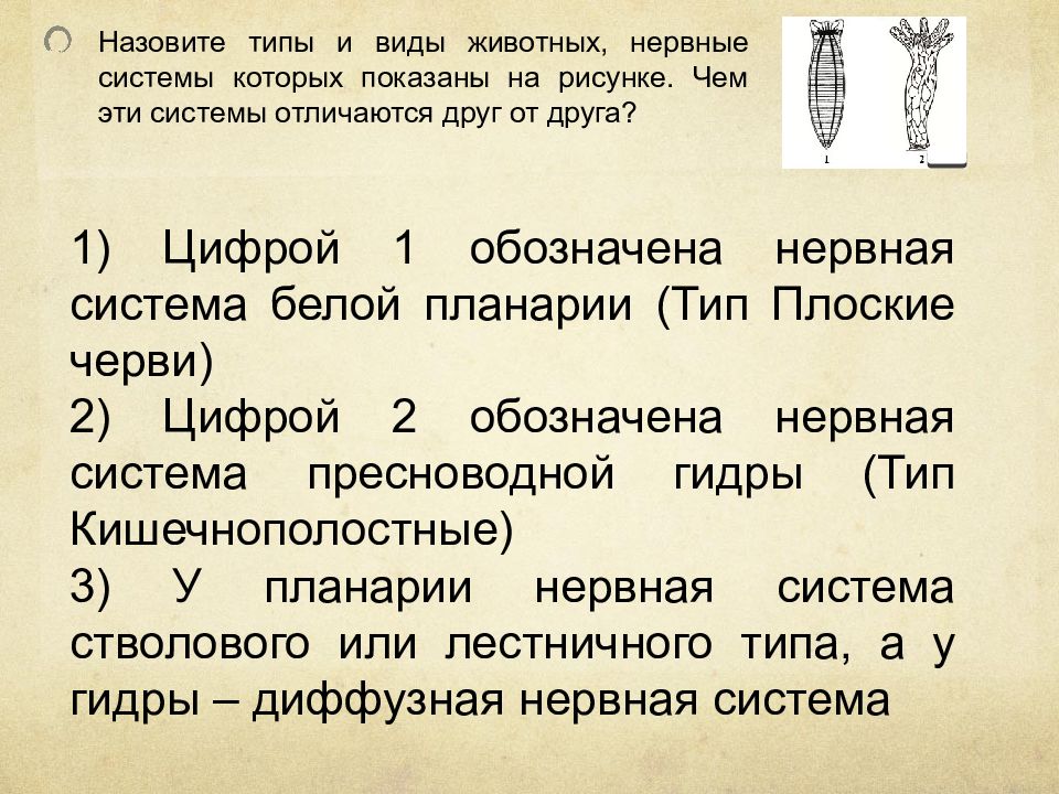 Назовите типы и виды животных нервные системы которых показаны на рисунке чем