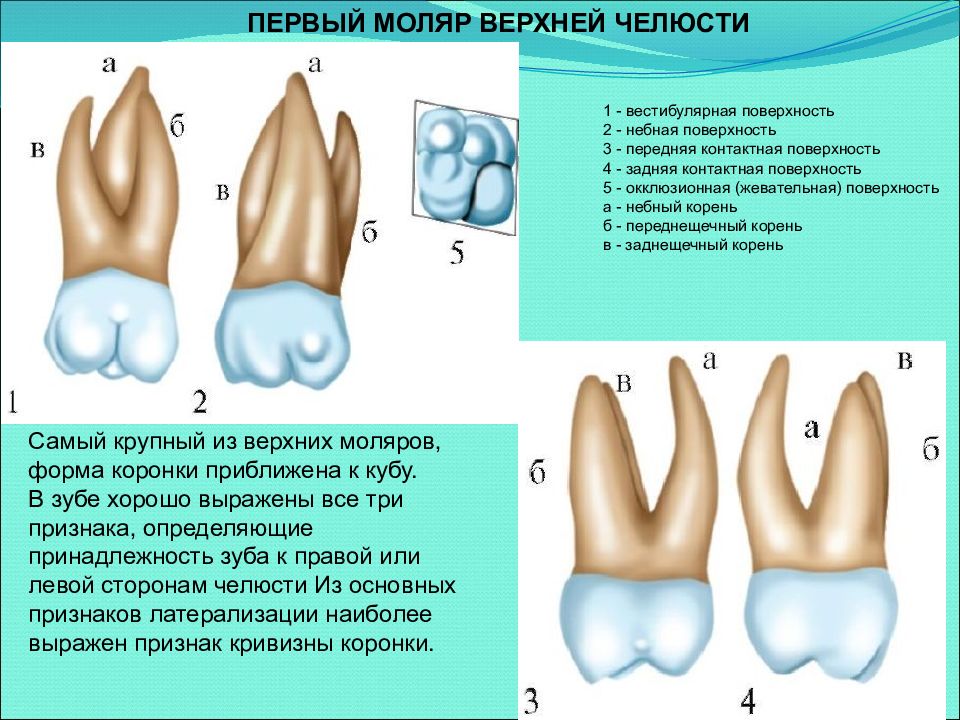 Как отличить молочный зуб. 1 Моляр верхней челюсти анатомия. 1 Моляр верхней челюсти корни. 1 Моляр нижней челюсти анатомия.