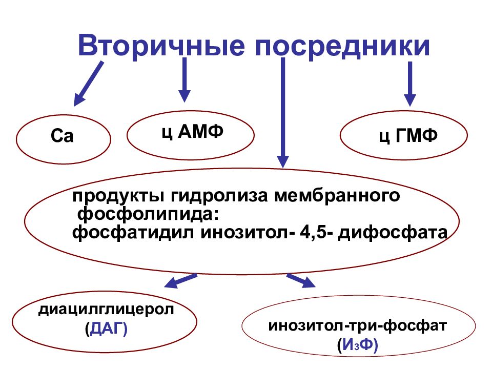 Вторичные посредники. Вторичные посредники физиология. Роль вторичных посредников. Вторичные посредники гормонов.