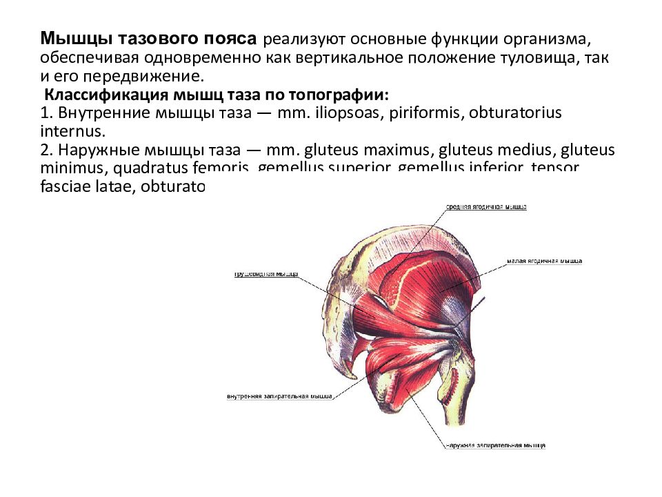 Мышцы таза