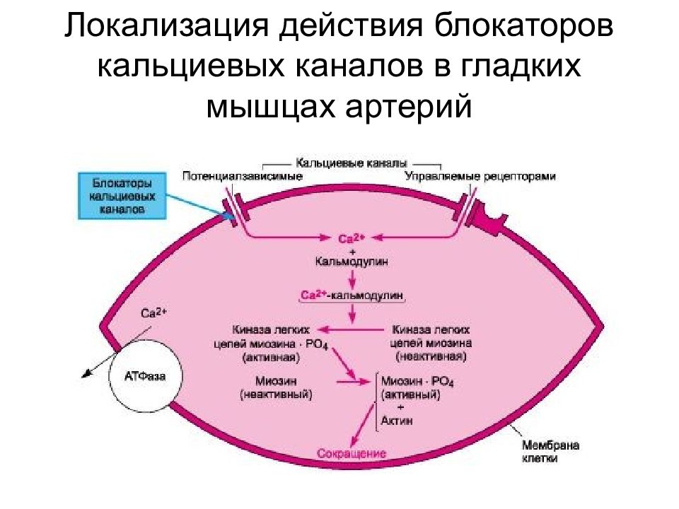 Блокаторы кальциевых каналов. Блокатор кальциевых каналов м. Блокаторы кальциевых каналов механизм действия. Механизм действия блокаторов кальциевых каналов схема. БКК фармакология механизм действия.