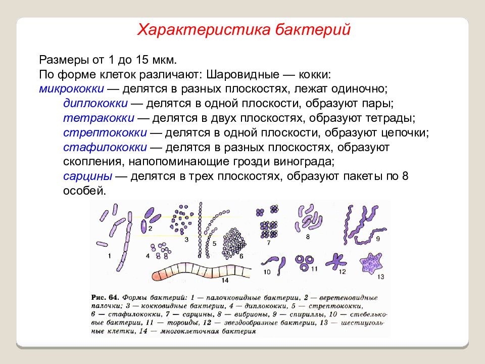 Шаровидную форму клетки имеет