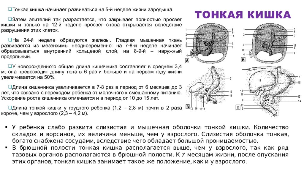 Длина кишки. Длина тонкой кишки составляет:. Диаметр тонкой кишки составляет. Длина кишечника у младенца. Длина кишечника у новорожденного ребенка.