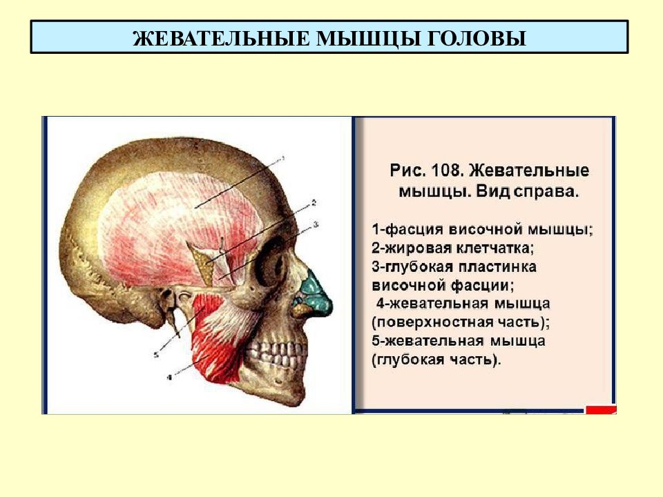 Жевательные мышцы схема