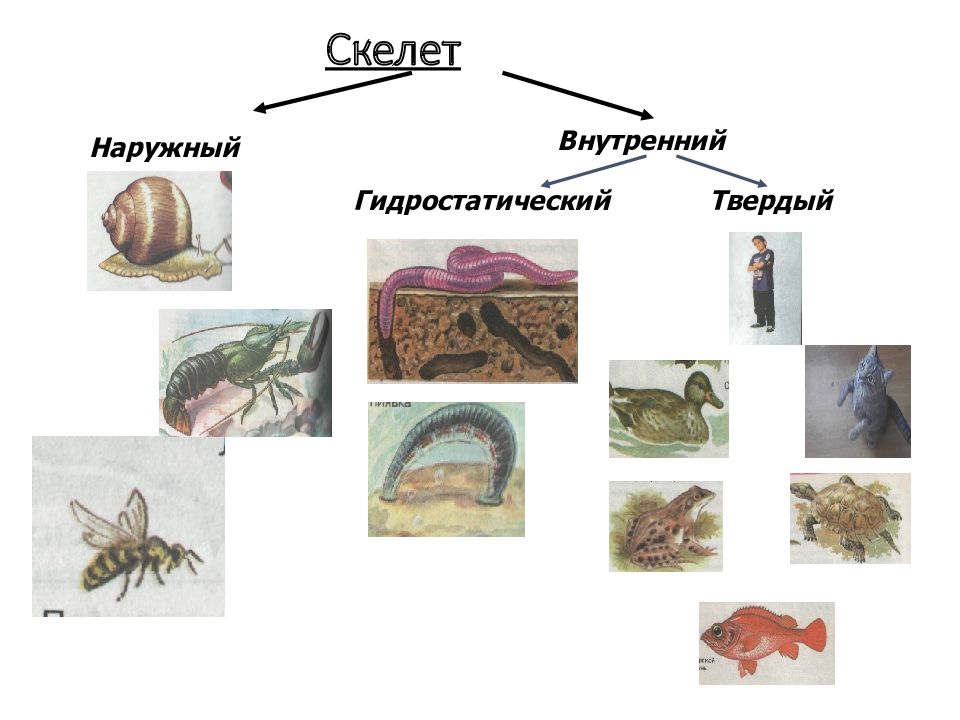 Общий признак животных представленных на рисунке наружный скелет