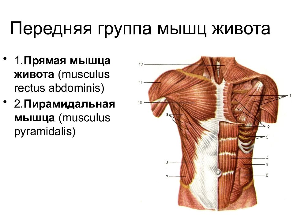 Прямая мышца живота. Задняя группа мышц живота. Мышцы живота пирамидальная передняя. Мышцы живота пирамидальная мышца. Мышцы живота передней стенки пирамидальная мышца.