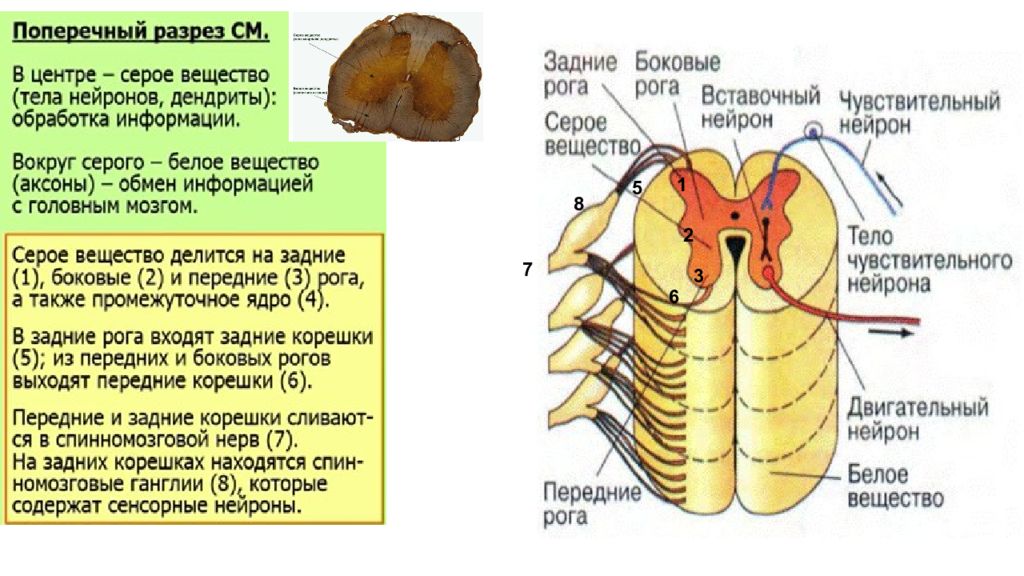 Спинной мозг самостоятельная работа 8 класс