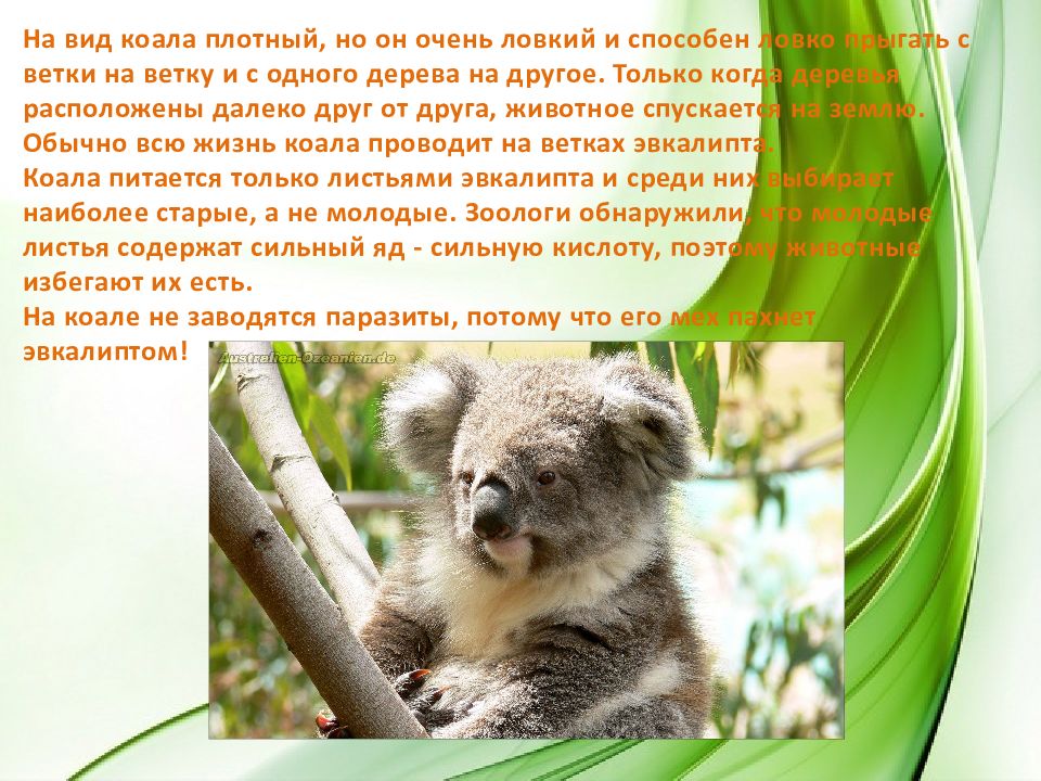 Сообщение про коалу. Коала презентация. Коала животное фото и описание. Коала интересные факты. Рассказ о коале.